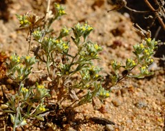 Helichrysum leontonyx