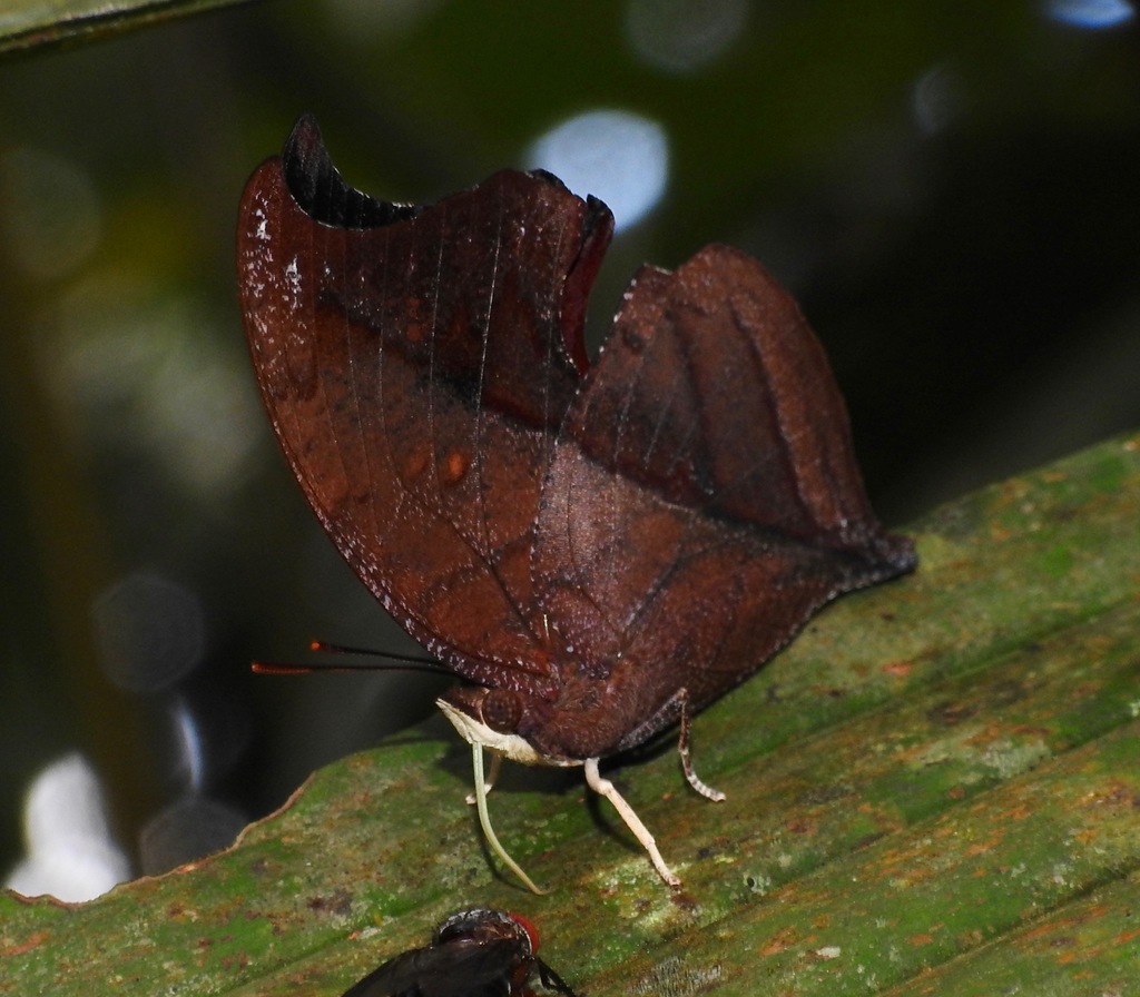 Zaretis pythagoras