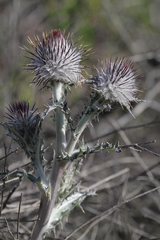 Cirsium occidentale occidentale