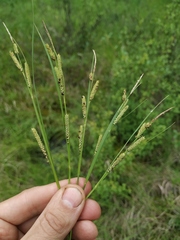 Carex appendiculata