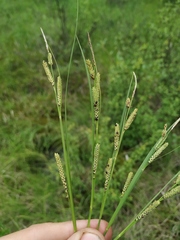 Carex appendiculata