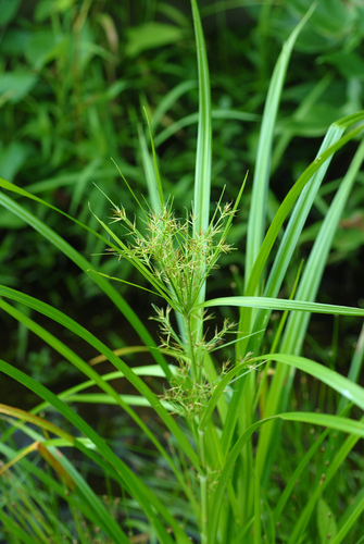 Rhynchospora corniculata