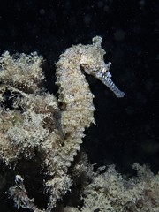 Hippocampus subelongatus
