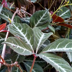 Parthenocissus henryana