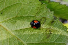Phrynocaria unicolor