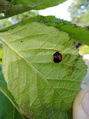 Phrynocaria unicolor