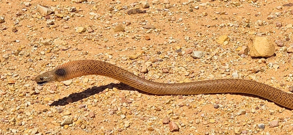 Pseudonaja guttata (cropped)