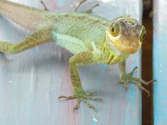 Anolis richardii
