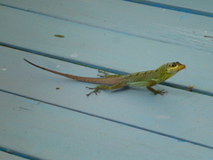 Anolis richardii