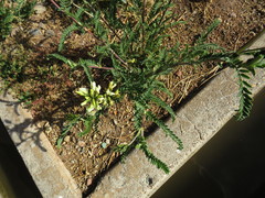 Astragalus garbancillo