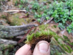 Dicranum fragilifolium