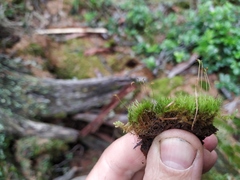 Dicranum fragilifolium