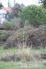 Celtica gigantea