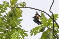 Pteropus seychellensis seychellensis