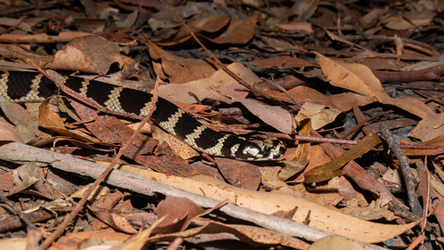 Stephens' Banded Snake sighting