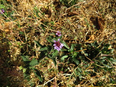 Verbena hispida