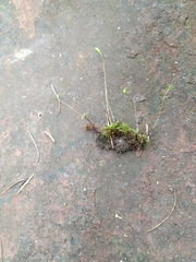 Leptobryum pyriforme