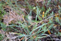Santolina rosmarinifolia