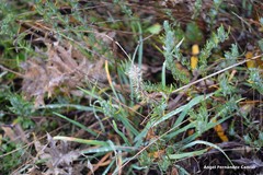 Santolina rosmarinifolia