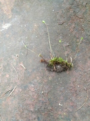 Leptobryum pyriforme