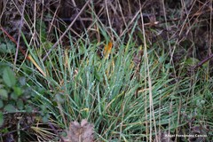 Dactylis glomerata hispanica