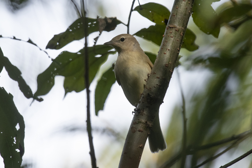 Curruca mosquitera (Sylvia borin)