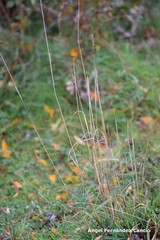 Dactylis glomerata hispanica