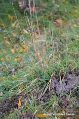 Dactylis glomerata hispanica
