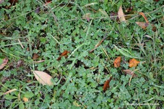 Trifolium subterraneum