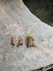 Leptobryum pyriforme