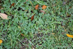 Trifolium subterraneum