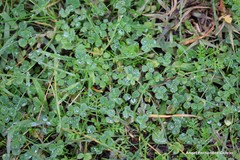 Trifolium subterraneum