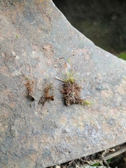 Leptobryum pyriforme