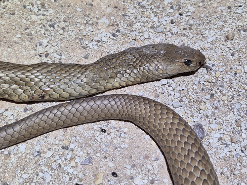 Eastern Brown Snake sighting