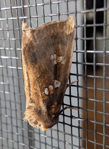 Seaside Goldenrod Borer Moth photo 3