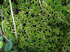 Sphagnum angustifolium