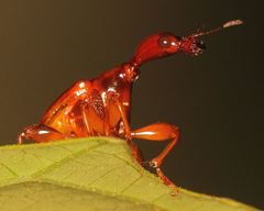 Trachelophorus