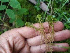 Sphagnum angustifolium