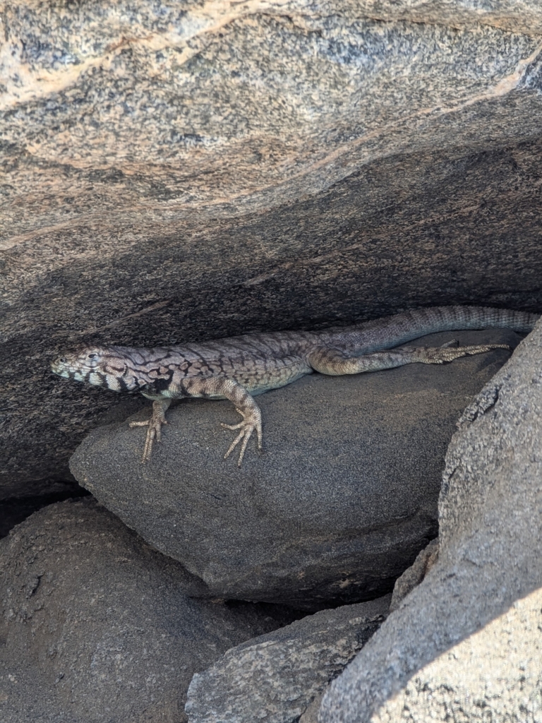 Tarapaca Pacific Iguana