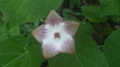 Polystemma guatemalense