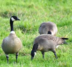 Branta hutchinsii leucopareia