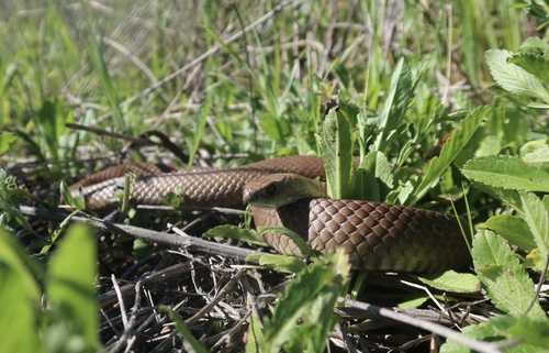Eastern Brown Snake sighting