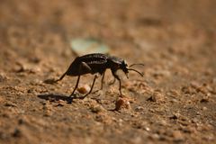 Somaticus
