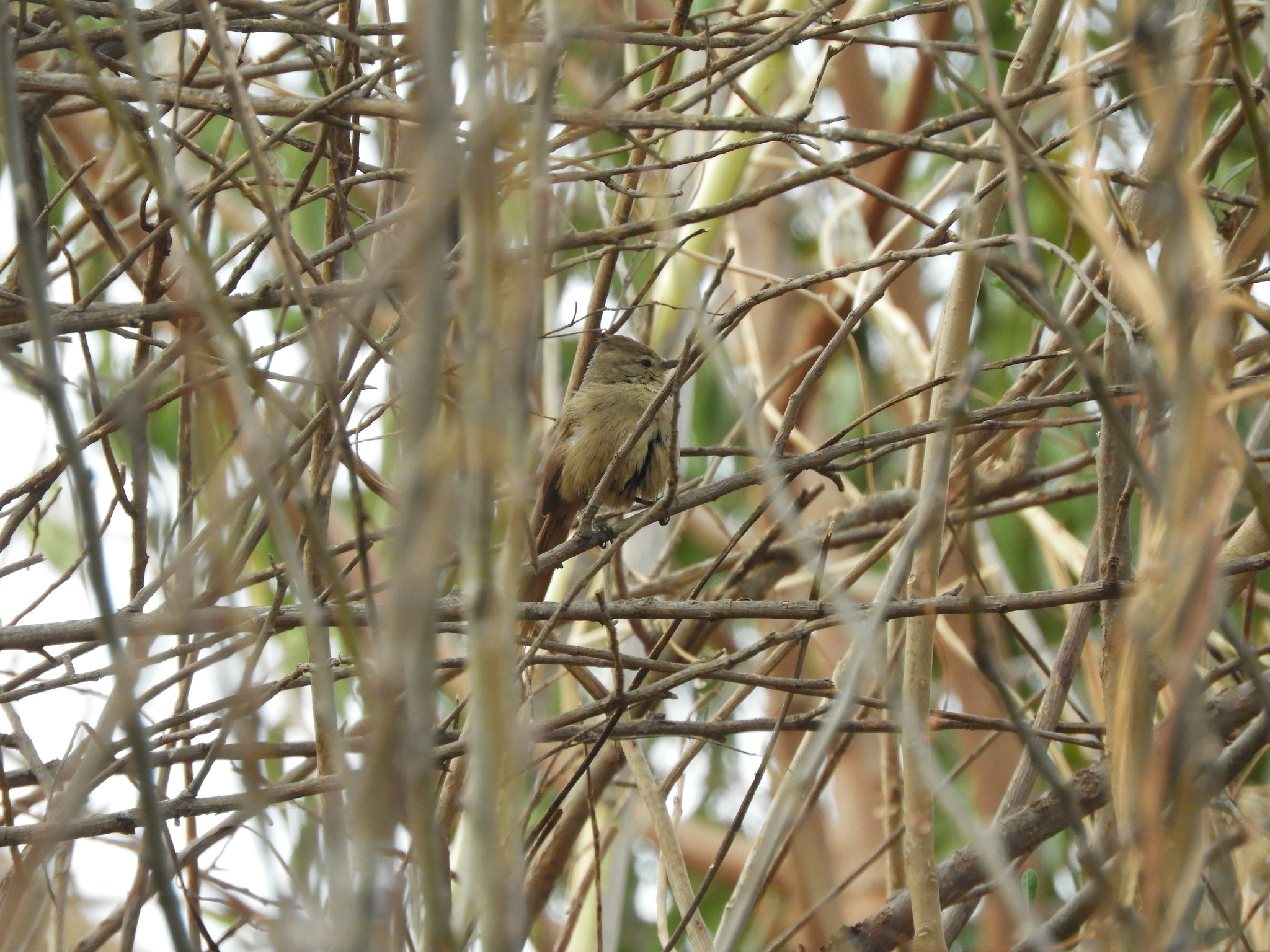 Brown-capped Tit-Spinetail (Leptasthenura fuliginiceps), photo 10