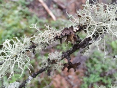 Melanohalea olivacea