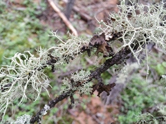 Melanohalea olivacea