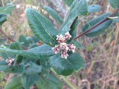 Rhus standleyi