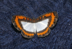 Nymphidium caricae