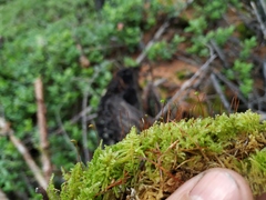 Stereodon plicatulus