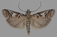 Macaronesiana loxogramma